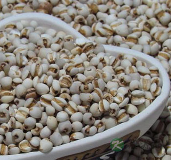 薏米的作用与功效及食用方法 薏米的营养价值