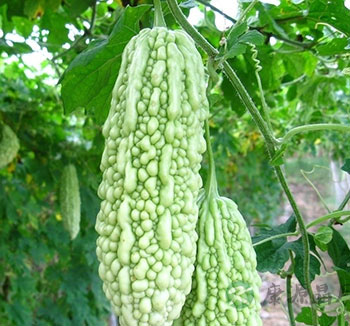 夏季养生排毒吃什么 9大养生食物清热解毒 夏季养生排毒吃什么 9大养生食物清热解毒