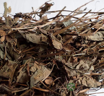 中药常识 鱼腥草有什么功效和作用