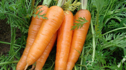 胡萝卜要怎么吃才最有营养呢 胡萝卜要怎么吃才最有营养呢