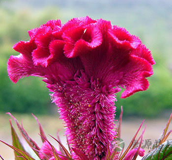 中药养生常识 鸡冠花有什么功效与作用？