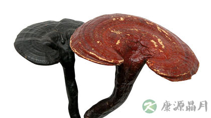 灵芝茶 保肝解毒抗衰老