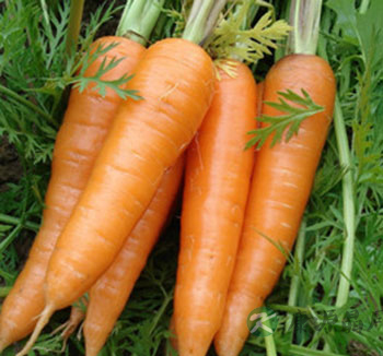 端午节如何健康饮食 注意饮食的合理搭配