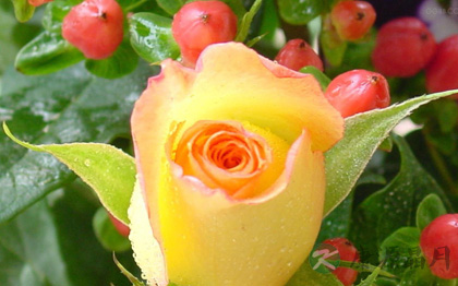 摆放二十八种植物有利旺财旺宅