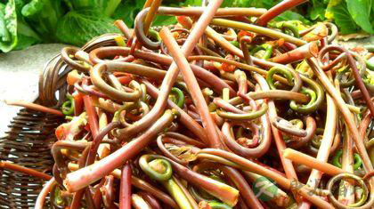 哪些野菜能吃 各种野菜的作用与功效