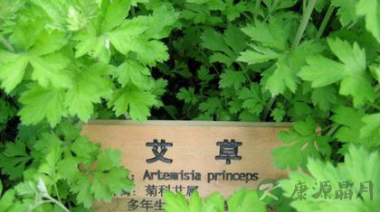 春天食用艾叶正当时