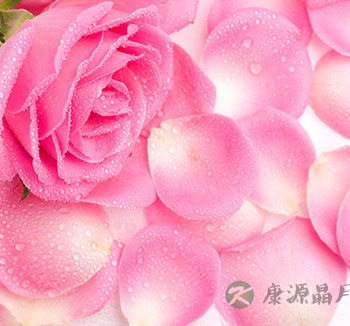 玫瑰花的中药用途 玫瑰花的功效与作用 玫瑰花的中药用途 玫瑰花的功效与作用