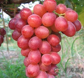 老年人养生常识 夏季老年人吃什么水果好