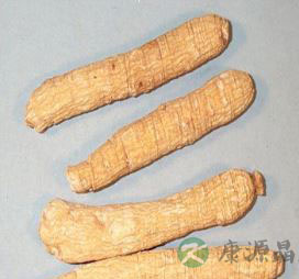 北沙参的功效与作用 祛痰止咳养肺润肺