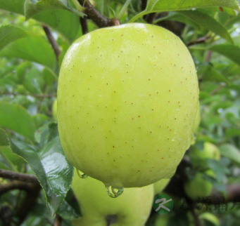 吃什么降血脂 20种健康食物帮你清血降脂