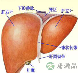 引起肝硬化的原因 预防肝硬化的保健按摩法