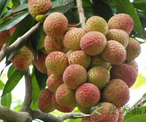 龙眼如何增肥 葡萄龙眼是水果中的增肥状元 龙眼如何增肥 葡萄龙眼是水果中的增肥状元