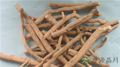 不要把板蓝根当茶饮