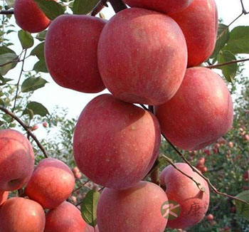 苹果的功效与作用 多吃苹果人会变聪明