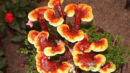 春天护肝吃灵芝孢子粉 春天护肝吃灵芝孢子粉