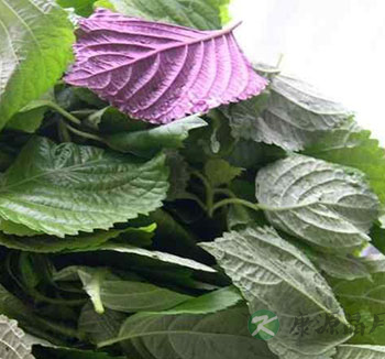 中药养生常识 苏叶的功效与作用有哪些呢？