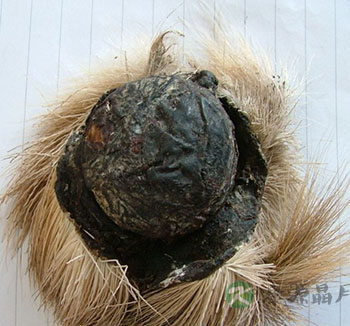 夏季应该如何保存那些常见的和名贵的中药材