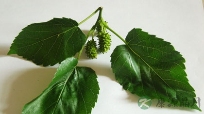 桑叶护眼法 润眼明目缓解疲劳 桑叶护眼法 润眼明目缓解疲劳