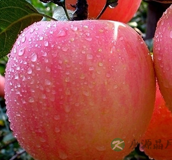 男性饮食健康 盘点男性离不开的8款健康食物 男性饮食健康 盘点男性离不开的8款健康食物