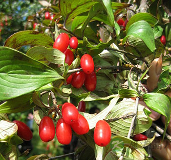 山茱萸的功效与作用 抗氧化降血脂
