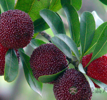 夏季养生吃什么好 适合夏季吃的水果有哪些 夏季养生吃什么好 适合夏季吃的水果有哪些