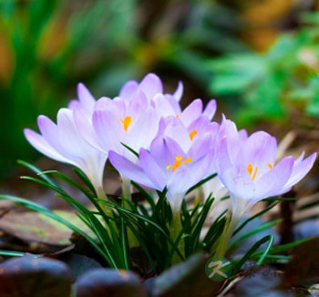 藏红花的作用与功效 藏红花有什么好处 藏红花的作用与功效 藏红花有什么好处