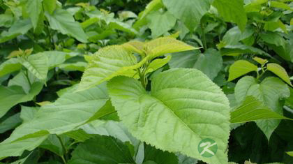 春食桑叶有助于清肝明目美容