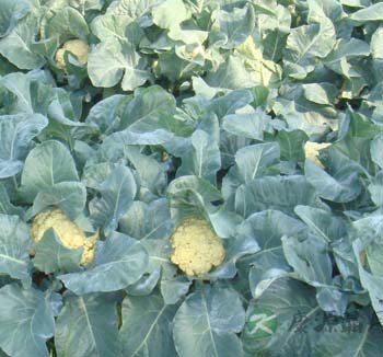 吃蔬菜要注意些什么 吃蔬菜保健小心11个误区