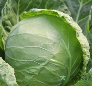 甘蓝的功效与作用 甘蓝可对抗四大疾病