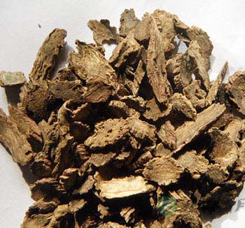 续断的功效与作用有哪些？怎么吃续断？