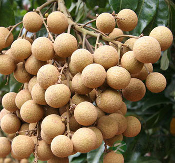 吃龙眼会上火吗？怎么吃龙眼才健康