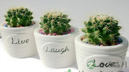 办公室养生：防辐射小妙招