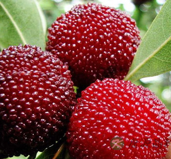 饮食养生常识 糖尿病患者可以吃杨梅吗