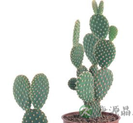 女性如何预防宫颈炎呢 治宫颈炎的中医药方