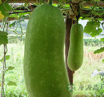 夏季养生饮食 推荐两款清热解暑养生汤 夏季养生饮食 推荐两款清热解暑养生汤