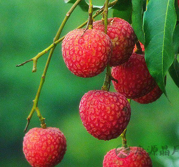 男人多吃水果身体好 4种水果恢复男人精气 男人多吃水果身体好 4种水果恢复男人精气