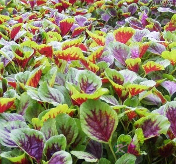 夏季吃什么健脾祛湿 健脾祛湿的食物有哪些 夏季吃什么健脾祛湿 健脾祛湿的食物有哪些