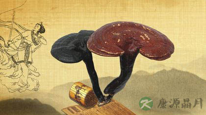 春天护肝吃灵芝孢子粉 春天护肝吃灵芝孢子粉