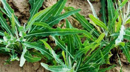 哪些野菜能吃 各种野菜的作用与功效