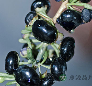 黑枸杞怎么吃好 黑枸杞的功效与价值 黑枸杞怎么吃好 黑枸杞的功效与价值