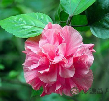 芙蓉花的功效与作用 花叶根皆可入药