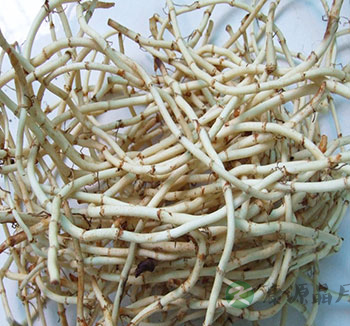 中药常识 鱼腥草有什么功效和作用