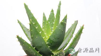 新房装修最适宜的18中绿色植物