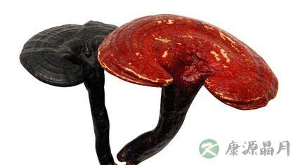 春天护肝吃灵芝孢子粉 春天护肝吃灵芝孢子粉