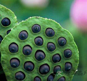 夏季养生不能少了这三片叶 薄荷叶清凉解暑