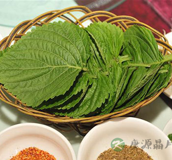 中药养生常识 苏叶的功效与作用有哪些呢？