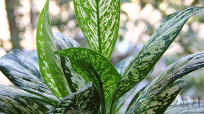 新房装修最适宜的18中绿色植物