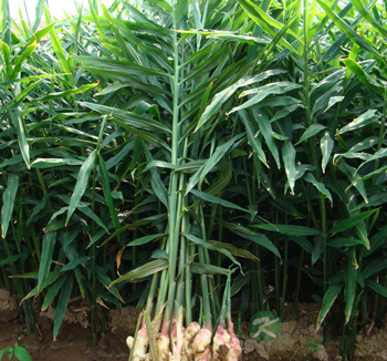 生姜的作用有哪些 开胃健脾促进食欲