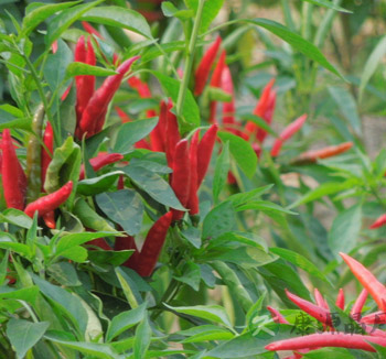 蔬菜的作用 十种常见蔬菜有惊人功效