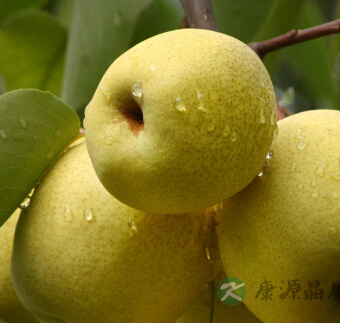如何提高免疫力 春季养生三款食谱 如何提高免疫力 春季养生三款食谱